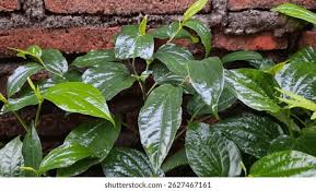 Image result for Piper capense