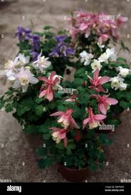 Image result for Aquilegia flabellata ministar