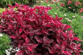 Image result for Iresine