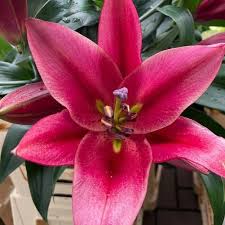 We did not find results for: Thommos Flowers Home Facebook
