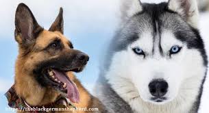 In a study he's working on to explore neurological disease in german shepherds, collecting dna from even 40 dogs. Black German Shepherd Husky Black Gerberian Shepsky
