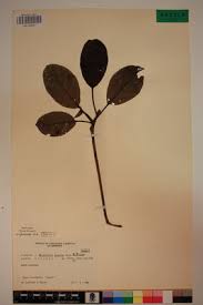 Image result for Terminalia superba