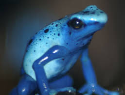 Confused Frog Frog Wallpaper Poison Frog Frog