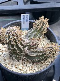 Image result for Euphorbia fanshawei