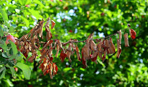 The fall color can vary, but typically the leaves turn attractive shades of dark red and. Fire Blight Symptoms Causes Treatment Independent Tree Northeast Ohio