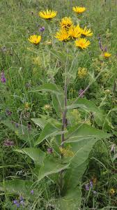 Image result for Ethulia vernonioides