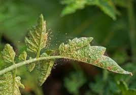 Spider Mites How To Get Rid Of Spider Mites Garden Design