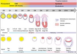 Select All The Correct Images, Which Organisms Undergo Carnegie Stages?