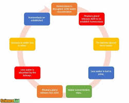 Draw A Diagram To Illustrate The Role Of Negative Feedback