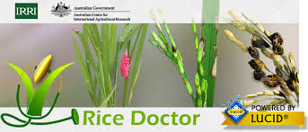 Rice Doctor Irri Rice Knowledge Bank
