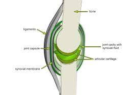 Charactristic Of Synovial Joints Hyaline Cartilage Joint Cavity Synovial Membrane Synovial Fluid Capsule Synovial Fluid Synovial Joint Hyaline Cartilage