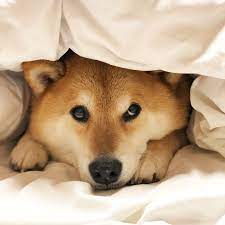 shiba dog animal cute funny dogmemes dogchristmas