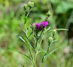 Image result for Vernonia ugandensis