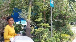 Dipasaran banyak bunga yang dijual dengan harga yang terjangkau namun ada beberapa bunga yang memiliki harga paling mahal terutama diindonesia. Mengintip Bisnis Taman Bunga Di Jalan Khatib Sulaiman Aneka Jenis Bunga Dijual Mulai Rp 5000 Tribun Padang