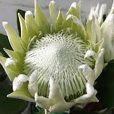 Image result for Protea