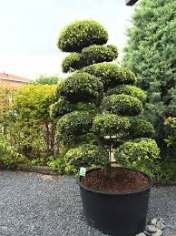 Arbres Nuage Japonais Bonsai Geant Juniperus Virg Glauca Acheter Vos Arbres Chez Le Specialiste Du Jardin Zen Francais Art Arbre Idees Jardin Jardin Zen
