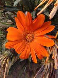 Check spelling or type a new query. Beautiful Orange Color Flower Photography Steemit