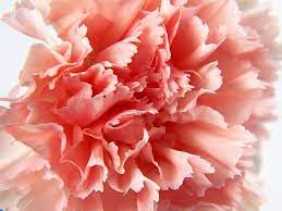 Carnation Flower Of The Gods Carnation Flower Carnation Flower Photos Flowers