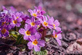 Common flower names beginning with p. 9 Flowers That Start With Letter P Pictures Care Guide Trees Com