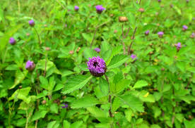 Image result for Centratherum