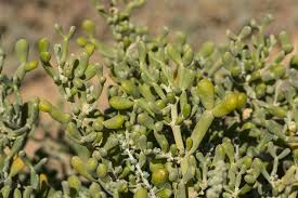 Image result for Zygophyllum cuneifolium
