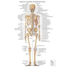 J0871 Human Body Structure Anatomy Chart Pop 14x21 24x36 Inches Silk Art Poster Top Fabric Print Home Wall Decor