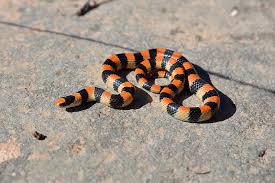 We did not find results for: Don T Get Bit The Western Ground Snake Sonora Semiannulata Is