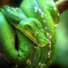 We did not find results for: A Guide To Caring For Green Tree Pythons As Pets