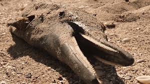 Lily adams, housewife cheating young, susanna, maman french, casting laura. A Riveting Investigation Into The Mexican Cartels And Chinese Mafia Mature Times