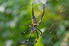 We did not find results for: Learn More About The Behavior Biology Of Banana Spiders