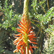 Image result for Aloe arborescens × musapana