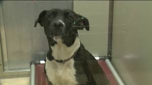 Training staff on title iii of the ada and oud; Audit Says Euthanasia Rate Is Higher Than Reported At St Louis County Animal Care Control Fox 2