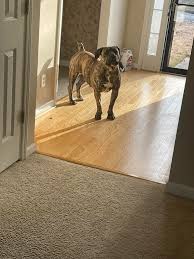 Image result for Stenostelma corniculatum