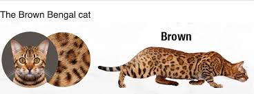 These energetic cats have a beautiful and distinctive spotted coat that comes in a variety of color patterns, though their coat is not always spotted. Bengal Colors And Patterns Registered Bengals