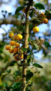 Image result for Canthium oligocarpum