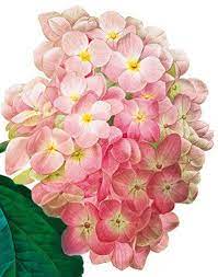 White Peony Archivist Gallery Floral Painting Flower Painting Flower Art