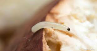 Does diatomaceous earth kill garden worms. Brp5n1cqxbhuhm