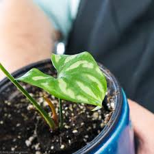 Image result for Cercestis congensis