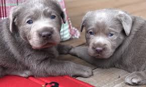 Our puppies are so beautiful, whether you're looking for a light silver, charcoal silver, black, white or chocolate, they are great for hunting dogs. Silver Lab Puppies For Sale By Breeders At Silver And Charcoal Kennels