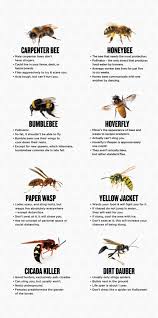 Bumble bee or carpenter bee: Delaware Carpenter Bee Exterminator Viking Pest Control