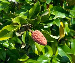 Cones mostly larger than 1. Magnolia Trees Of The Chicago Il Area Hendricksn Tree Care