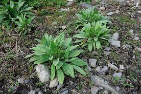 Image result for Cynoglossum lanceolatum