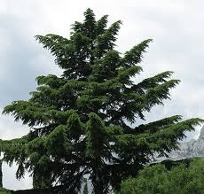 Maybe you would like to learn more about one of these? San Diego Trees Guide Best Types To Plant In Your Yard Install It Direct