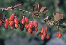 Image result for Berberis