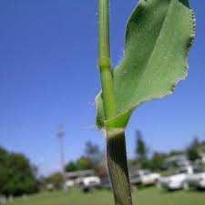 Image result for Urochloa panicoides