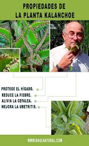 Propiedades De La Planta Kalanchoe With Images Plant Lover How To Make Balloon
