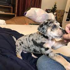 Dipstick A Catahoula Leopard Puppy For Sale In Copperas Cove Tx Dog Breeder Catahoula Leopard Dog Dog Breeders Near Me