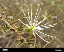 Image result for Maerua parvifolia
