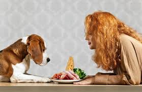how to help a dog gain weight 4