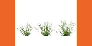 Image result for Digitaria brazzae